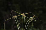 American halfchaff sedge